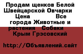 Продам щенков Белой Швейцарской Овчарки  › Цена ­ 20 000 - Все города Животные и растения » Собаки   . Крым,Грэсовский